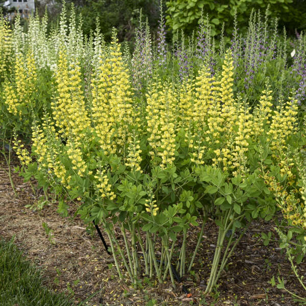 Baptisia 'Lemon Smoothie' False Indigo