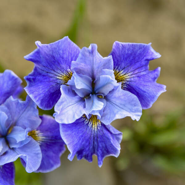 Iris \'Tutu Blue\' Siberian Iris