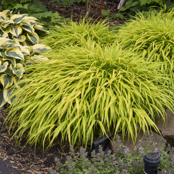 Hakonechloa 'All Gold' Hakone Grass