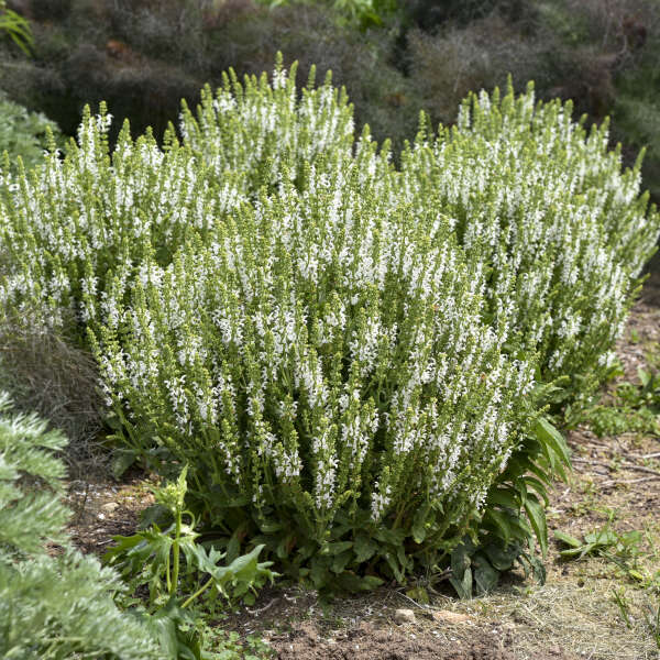 Salvia 'White Profusion' Perennial Salvia