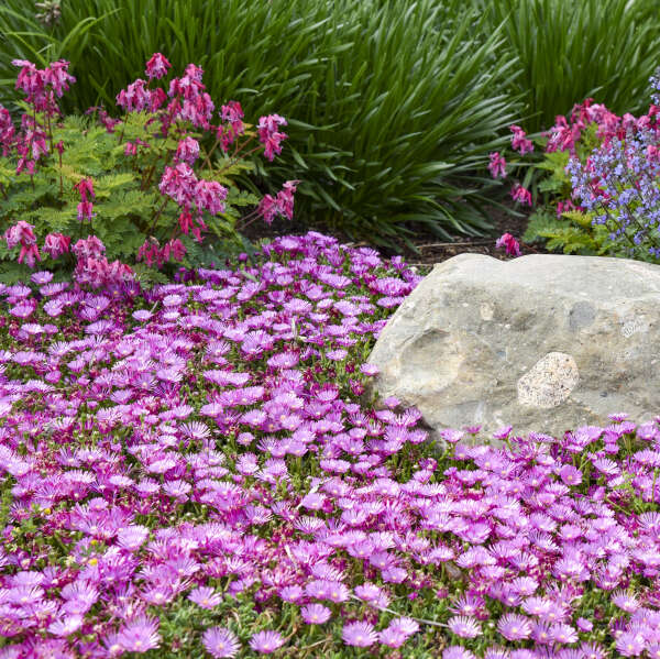 Delosperma 'Orchid Flash' Hardy Ice Plant