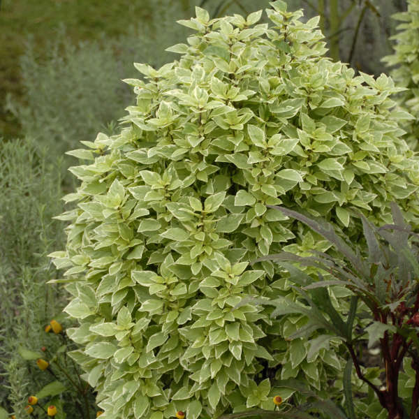 Ocimum citriodorum Pesto Perpetuo PP16260 CPBR3791 Perennial