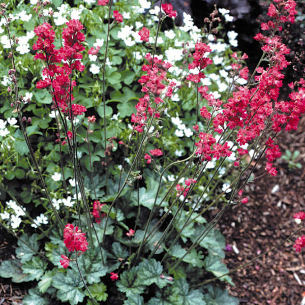 Heuchera 'Strawberry Candy' PP12195 | Perennial Resource