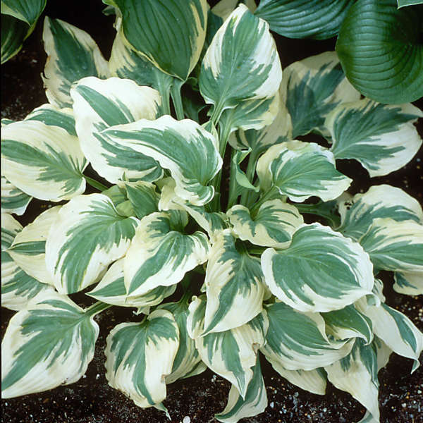 Hosta 'Lakeside Kaleidoscope' | Perennial Resource