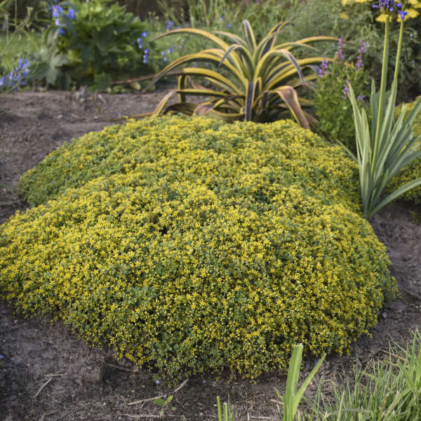 Sedum 'Yellow Brick Road' Stonecrop