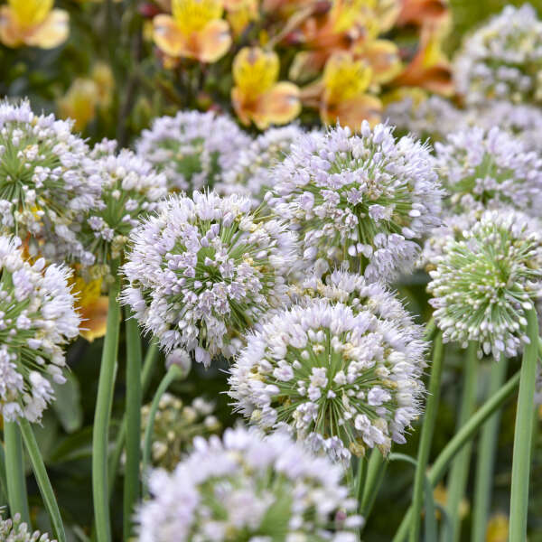 Allium 'Bobblehead' Ornamental Onion
