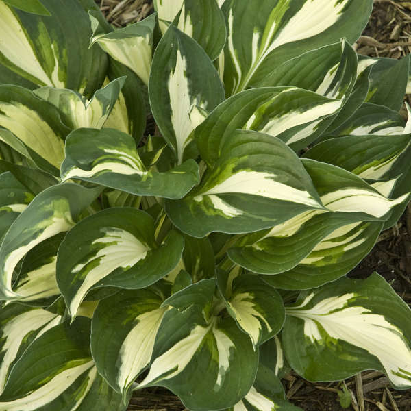 Hosta 'Americana' Hosta