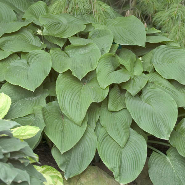 Hosta 'T Rex' Hosta