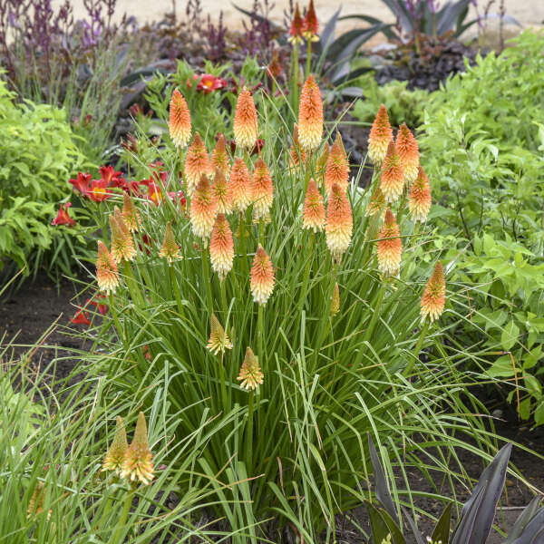 Kniphofia 'Hot and Cold' Red Hot Poker