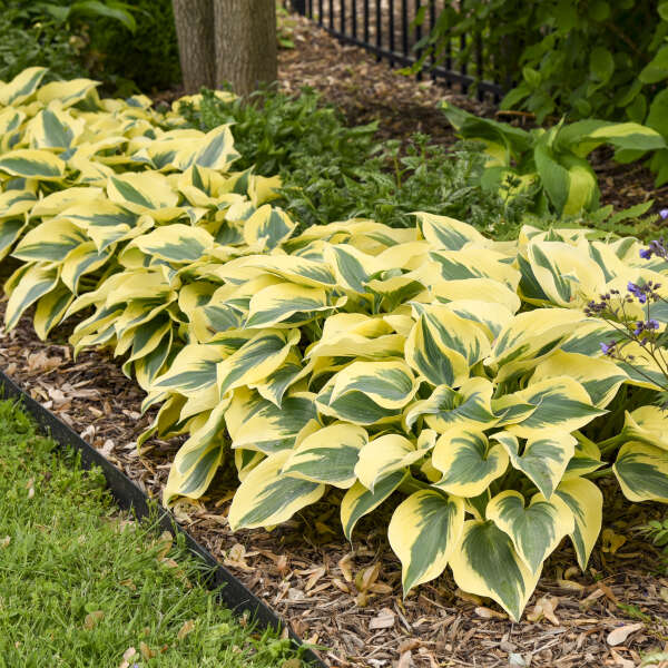 Hosta 'Autumn Frost' Hosta