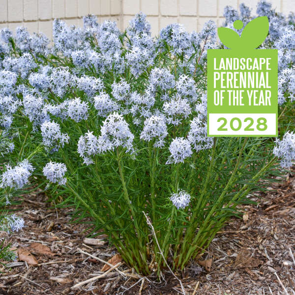 Amsonia 'String Theory' Blue Star