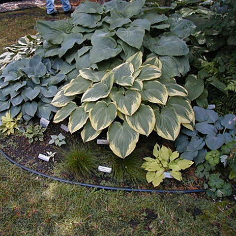 Hosta 'Robert Frost' Hosta