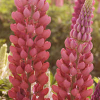 Lupinus Popsicle Series - Red