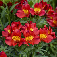 Alstroemeria Summer Heat