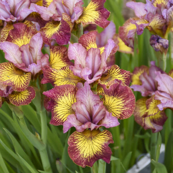 Iris 'Fiddles on Fire' Siberian Iris