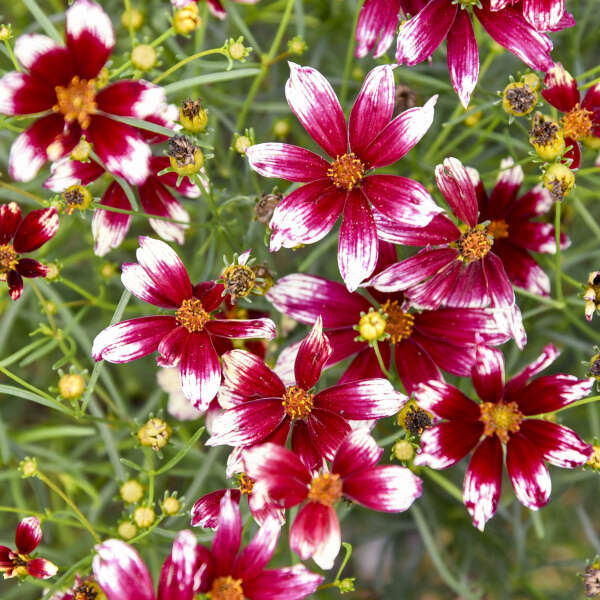 Coreopsis 'Heartstrings' Threadleaf Coreopsis