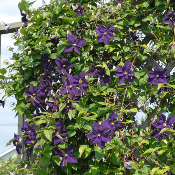 Clematis 'Lady Betty Balfour' Clematis