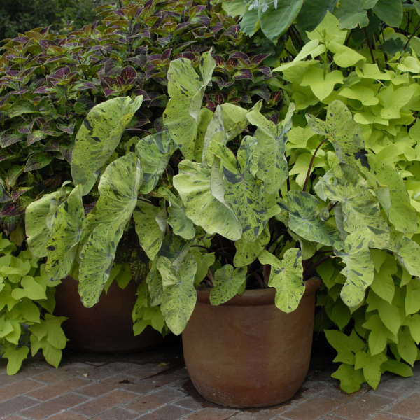 Colocasia 'Mojito' Elephant Ear