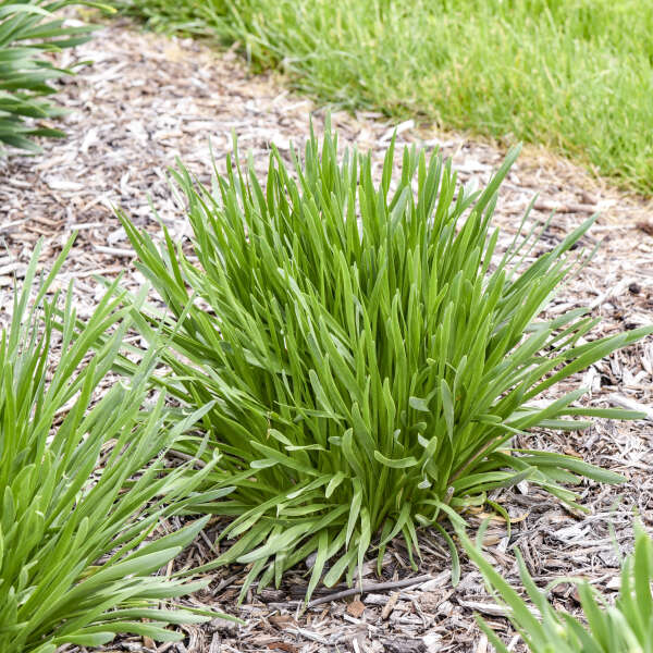 Allium 'All the Buzz' Ornamental Onion