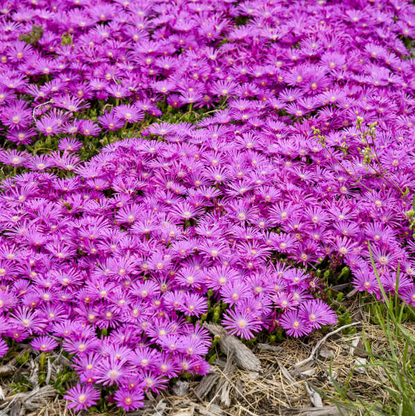 Delosperma 'Orchid Flash' Hardy Ice Plant