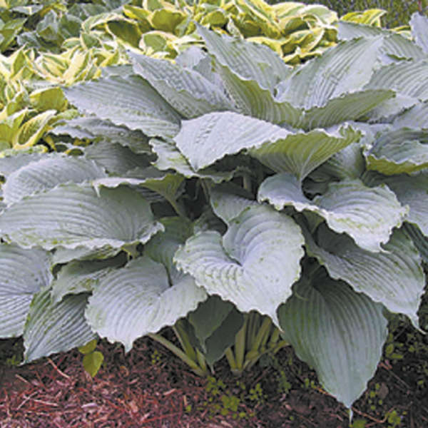 Hosta 'Queen of the Seas' Hosta