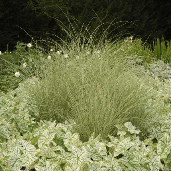 Miscanthus 'Morning Light' Ornamental Grass