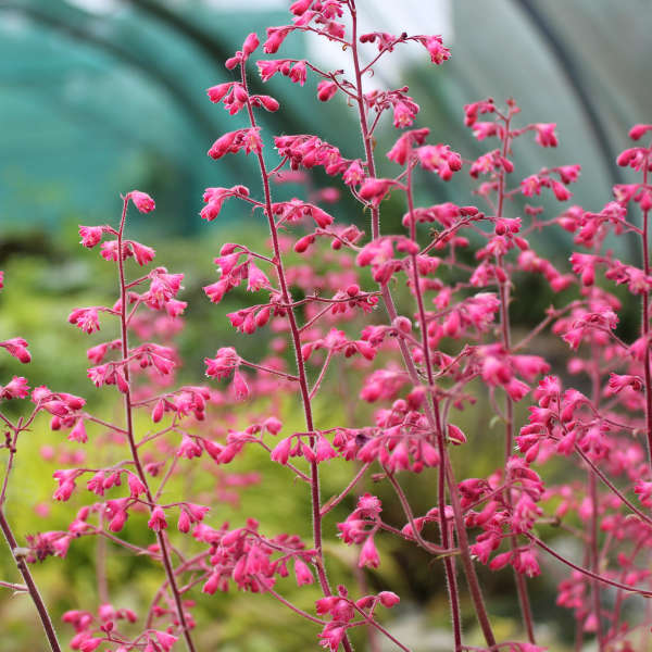 Heuchera 'Circus' PPAF | Perennial Resource