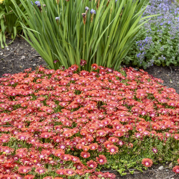 Delosperma 'Macarena' Ice Plant