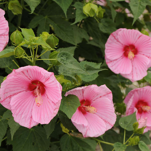 Hibiscus 'Peppermint Schnapps' Rose Mallow