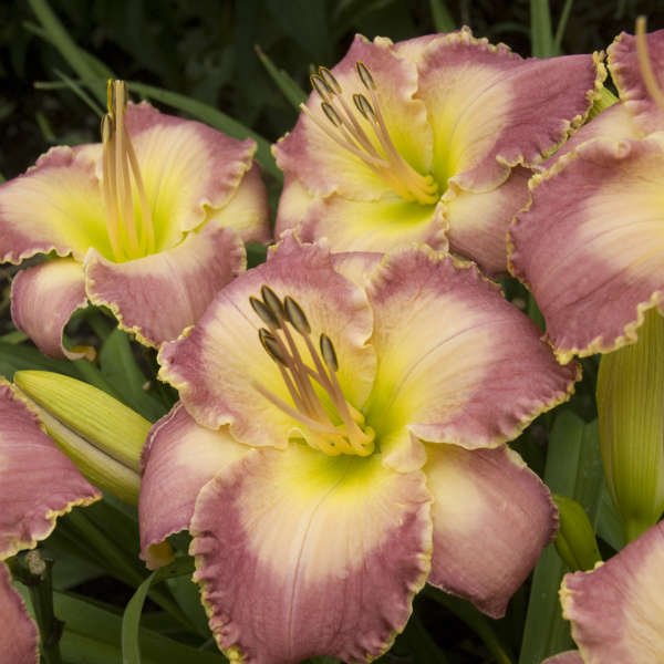 hemerocallis-spiritual-corridor-perennial-resource