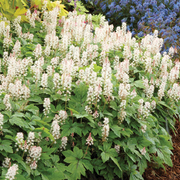 Tiarella 'Crow Feather' Foamflower