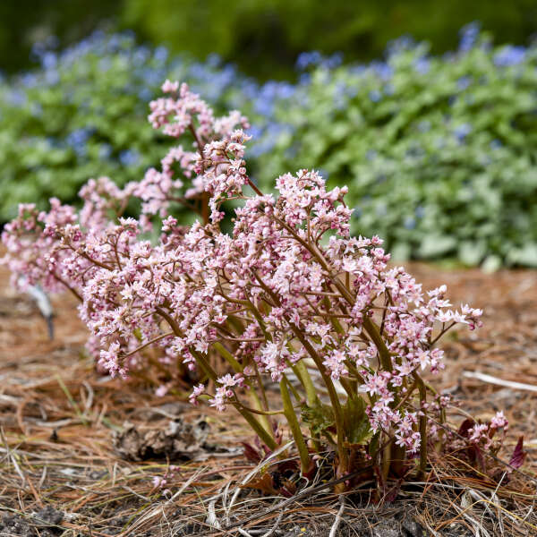 Oredenia 'Fusion of Fire' Oredenia