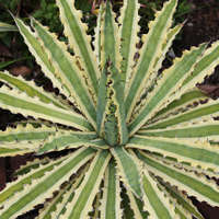 Agave 'Frostbite'