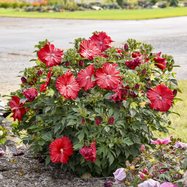 Hibiscus 'Garnet Globes' Rose Mallow