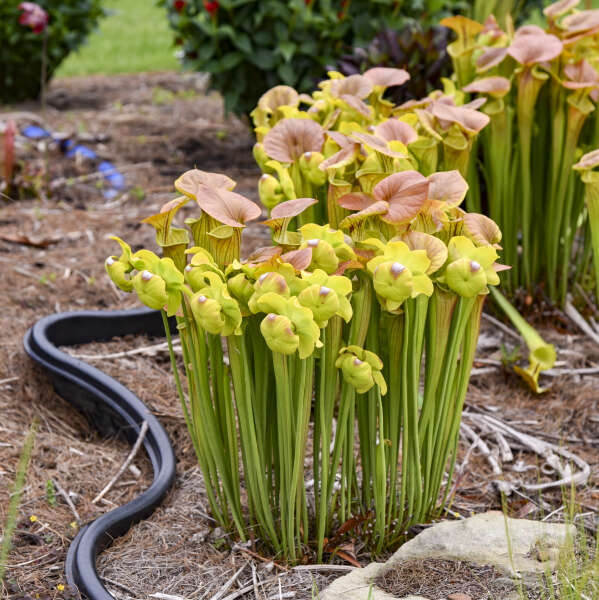 Sarracenia 'Copper Top' Pitcher Plant