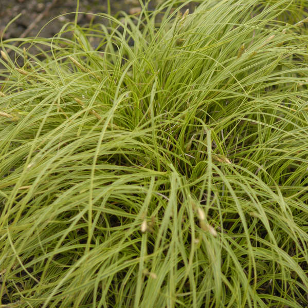 Carex 'Beatlemania' Mop-headed Sedge