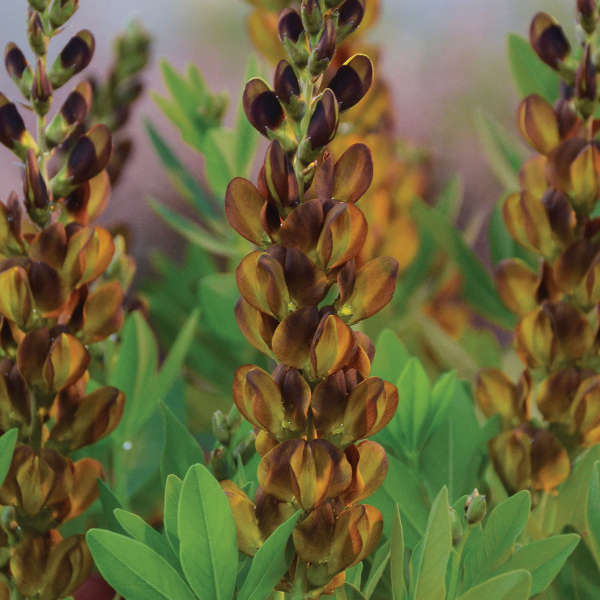 Baptisia 'Brownie Points' PP26624 | Perennial Resource