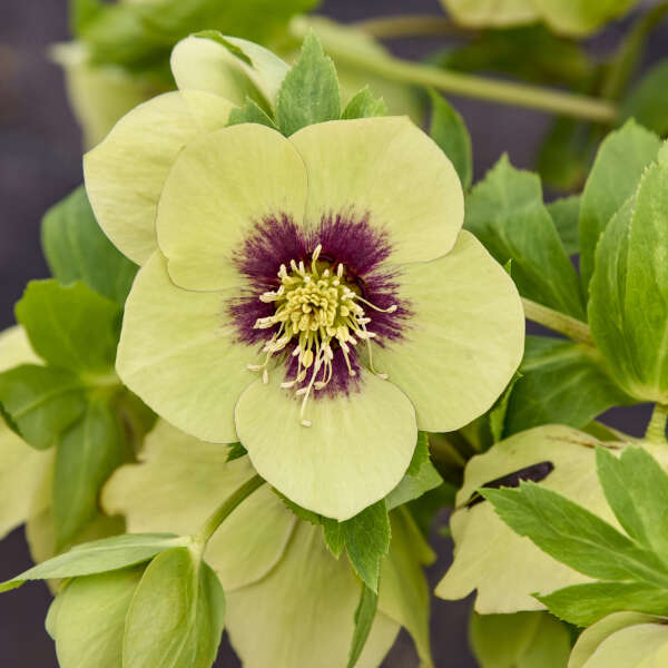 Helleborus 'Irish Luck' Lenten Rose