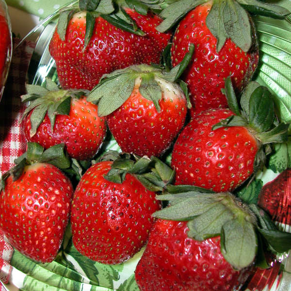 Strawberries 'Quinault' Everbearing Strawberry