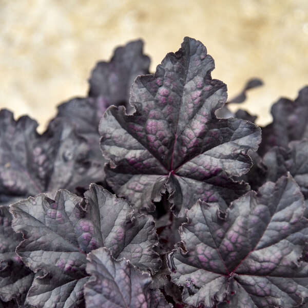 Heuchera 'Sultry Night' Coral Bells