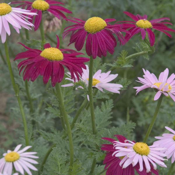 Tanacetum 'Robinson's Mixture' Painted Daisy