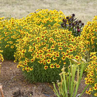 Coreopsis 'Golden Needles'