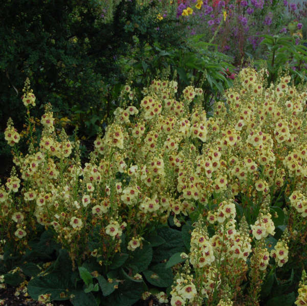 Verbascum 'Dark Eyes' PP16986 | Perennial Resource