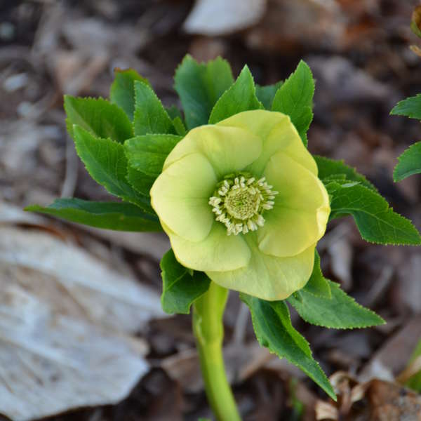 The World Of Hellebores Home Garden Information Center