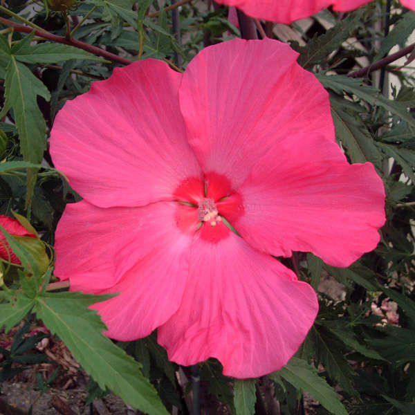 Hibiscus 'Anne Arundel' Rose Mallow