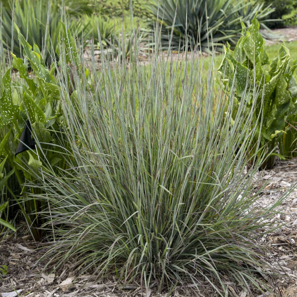 Schizachyrium 'Brush Strokes' Little Bluestem, Ornamental Grass