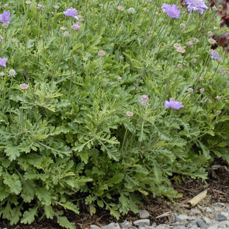 Scabiosa 'Vivid Violet' Pincushion Flower