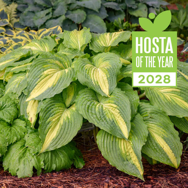 Hosta 'Love Story' Hosta