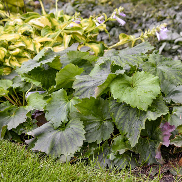 Mukdenia 'Fusion of Fire' Oredenia