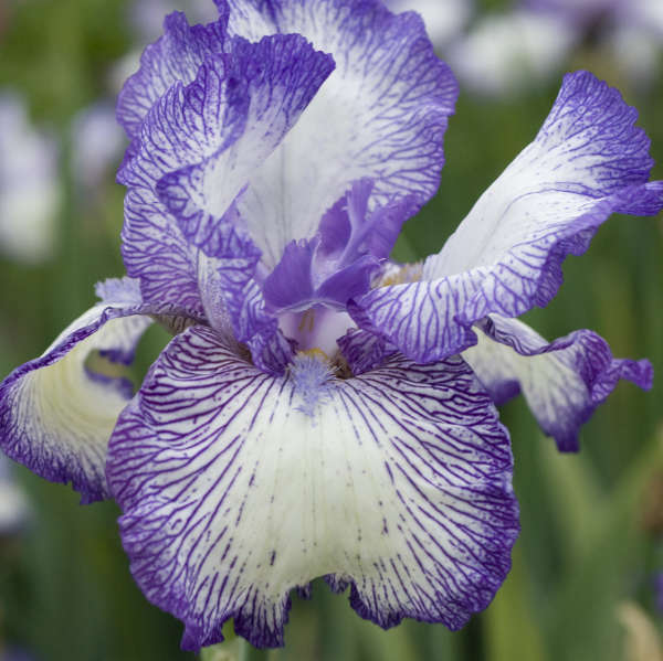 Iris 'Autumn Circus' Tall Bearded Iris